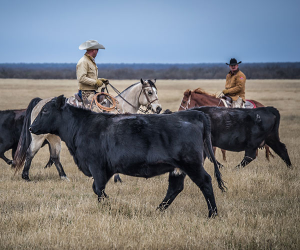 Cattle Flying B Ranches Chaparrosa Ranch South Texas Plains