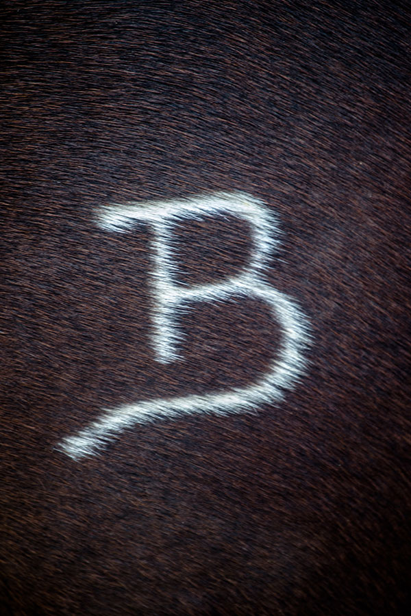 Chaparrosa Ranch Flying B Ranches South Texas Plains