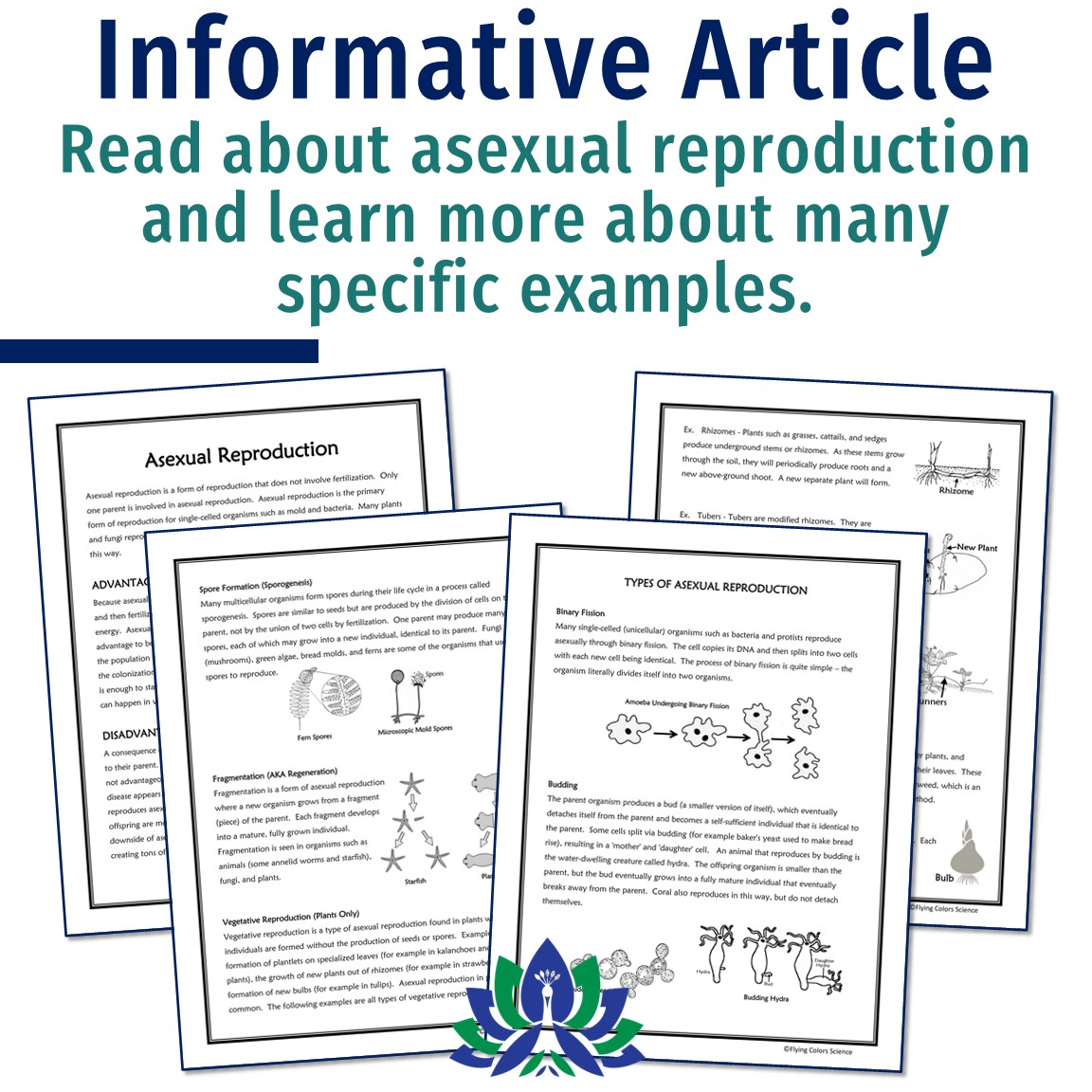 Asexual Reproduction Reading and Worksheet Flying Colors Science