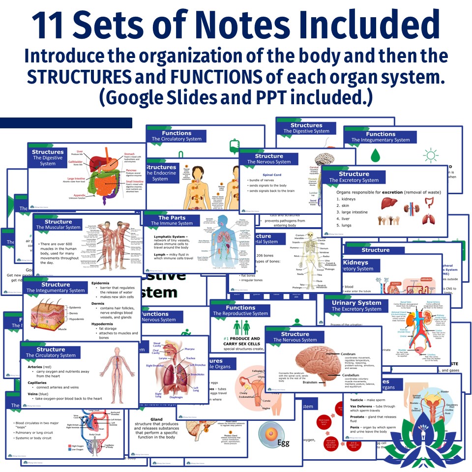 Human Body Organ Systems Notes and Quizzes Flying Colors Science