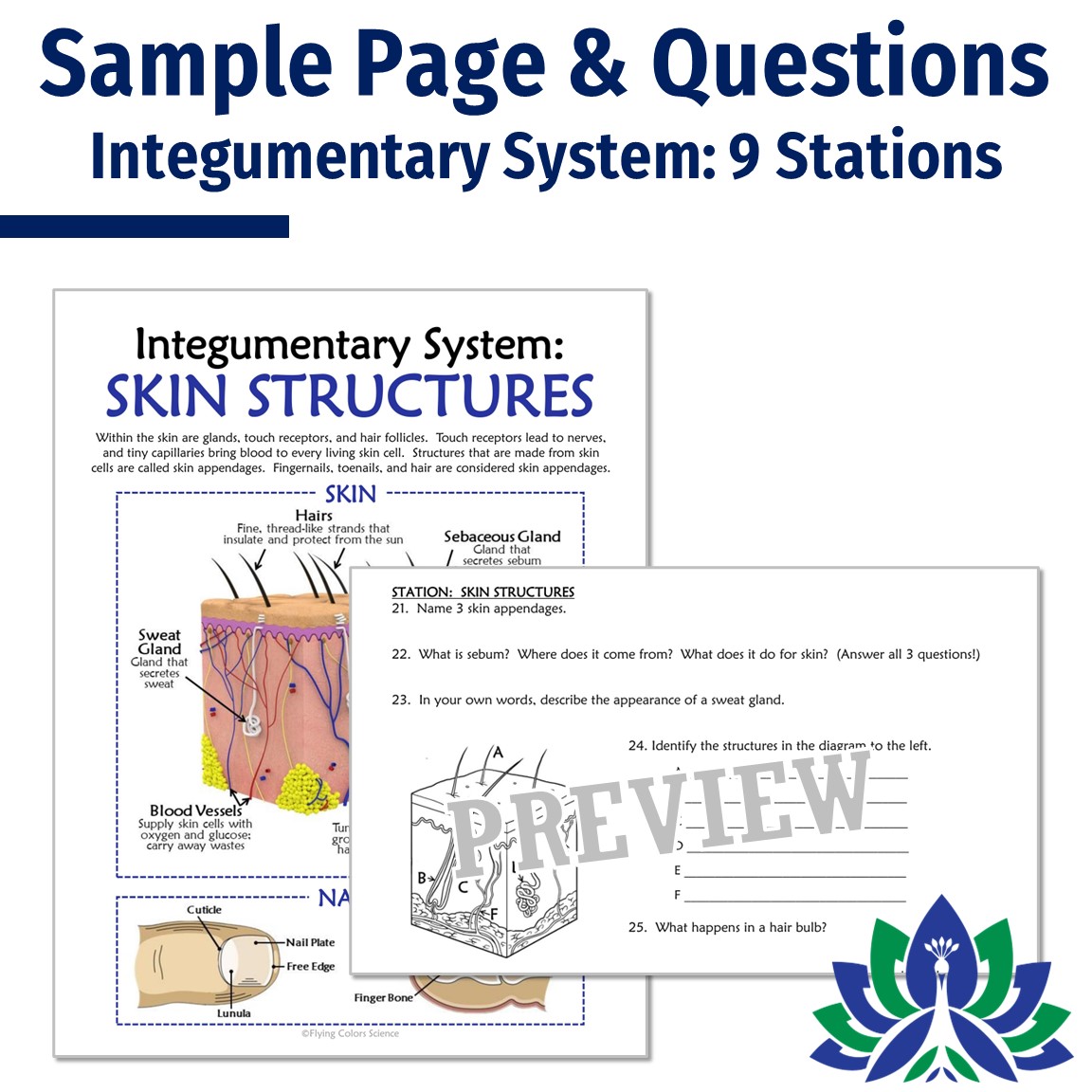 Skin and Integumentary System Stations Activity Flying Colors Science