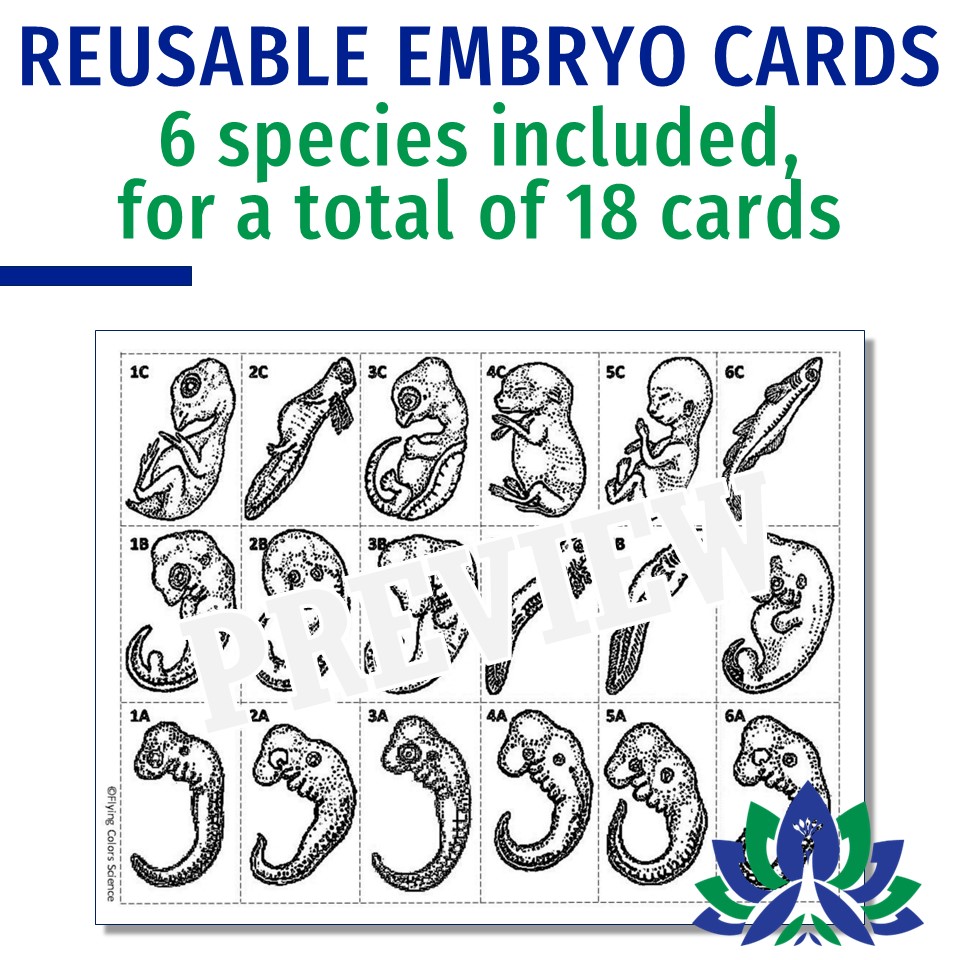 Evidence of Evolution Embryology Activity Flying Colors Science