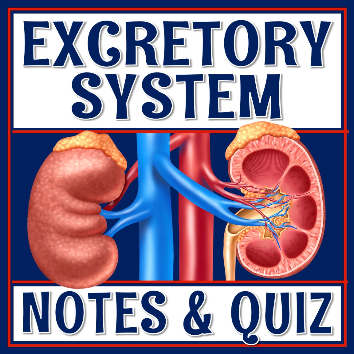 Excretory System Notes and Quiz Flying Colors Science