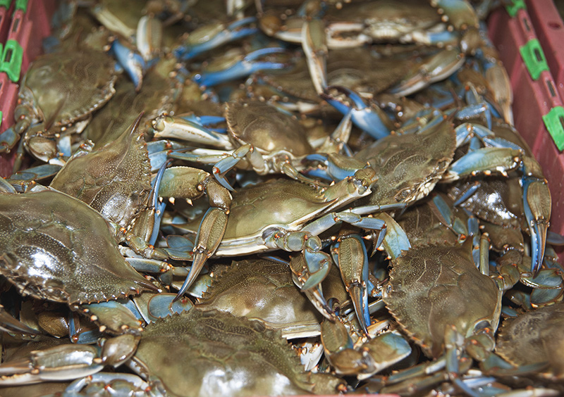 Photo Gallery Flying Fish Seafood