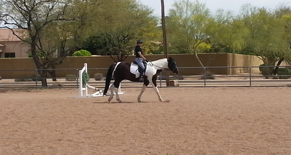 Flying Fox Farm, Horse boarding and Training in Scottsdale, Arizona