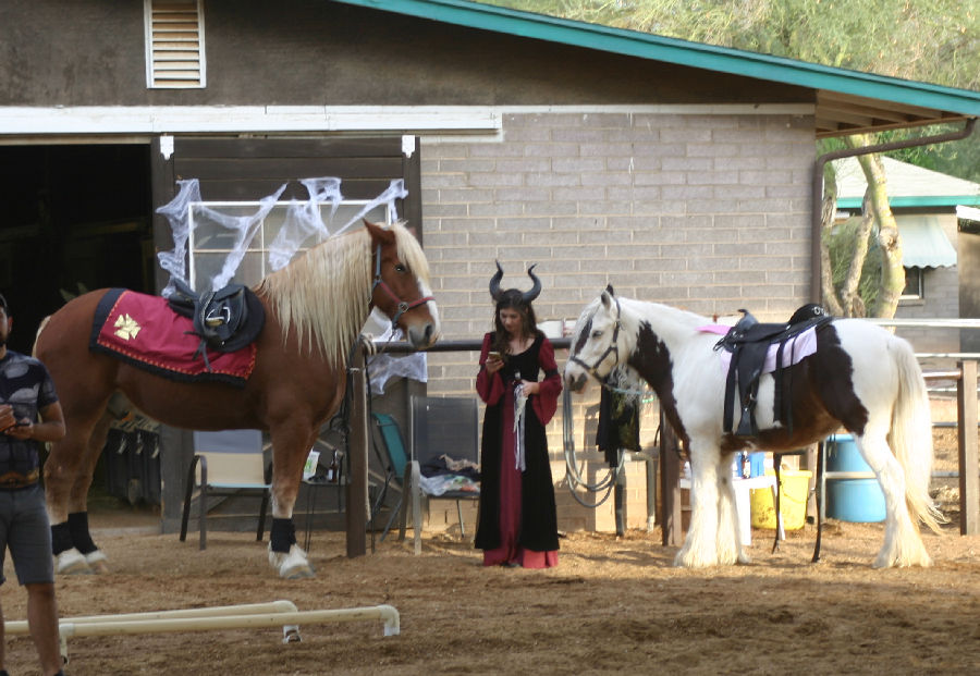 Flying Fox Farm, Horse boarding and Training in Scottsdale, Arizona