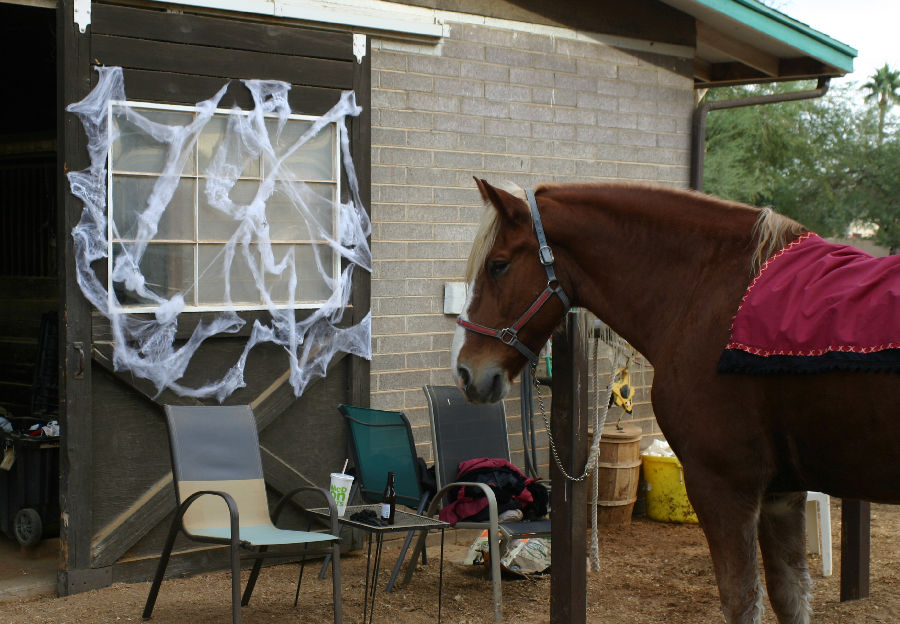 Flying Fox Farm, Horse boarding and Training in Scottsdale, Arizona