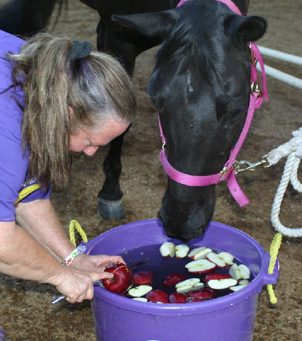 Flying Fox Farm, Horse boarding and Training in Scottsdale, Arizona