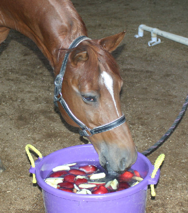 Flying Fox Farm, Horse boarding and Training in Scottsdale, Arizona
