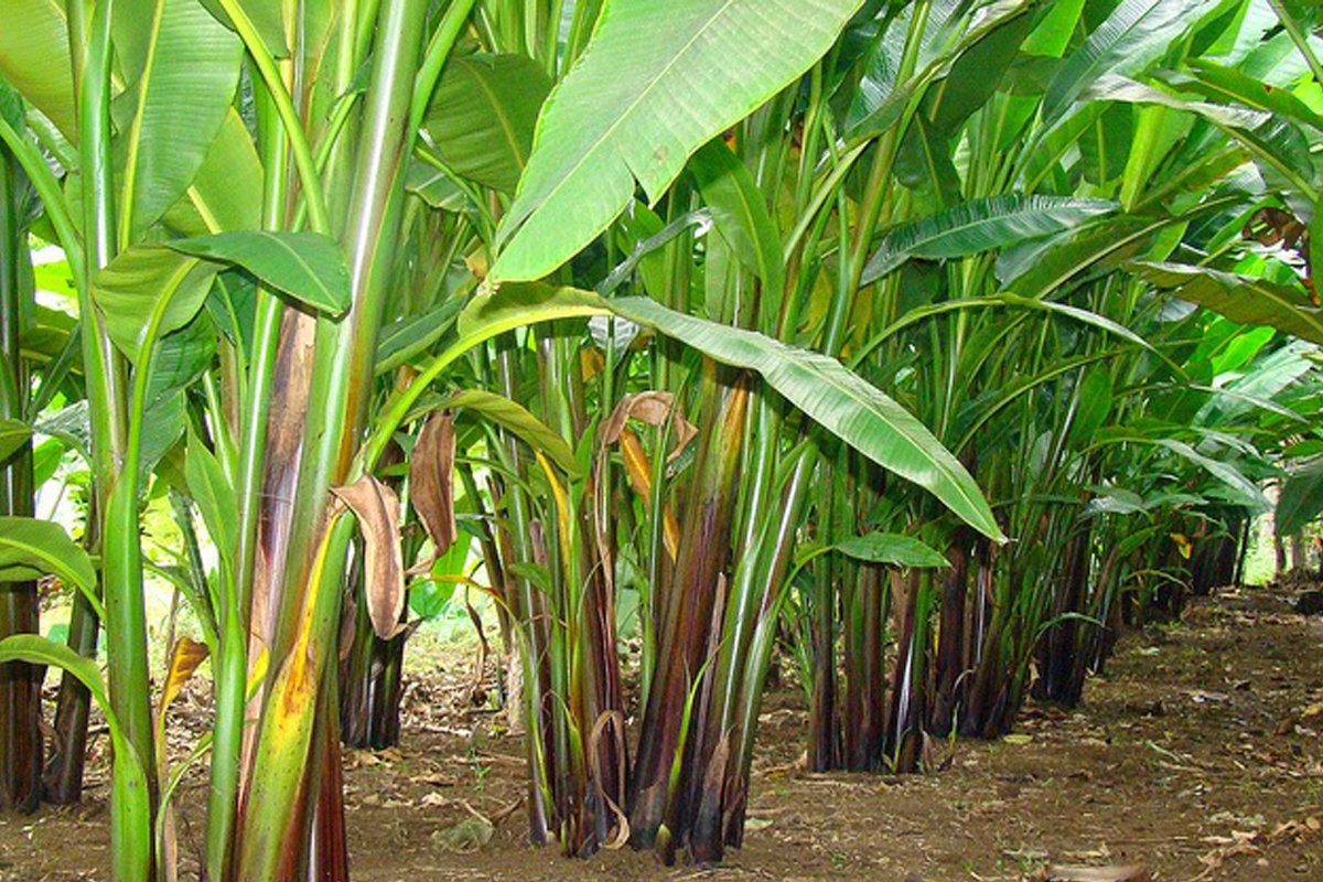 Japaffiliated Company to Develop 10,000Hectare Abaca Plant in Marawi