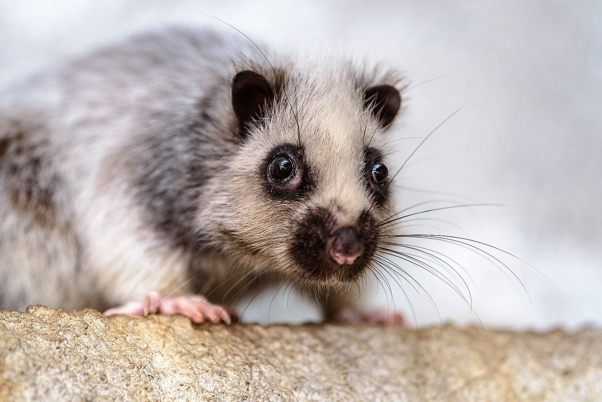 Cloud Rats Look Like Tiny Pandas Flying Ketchup