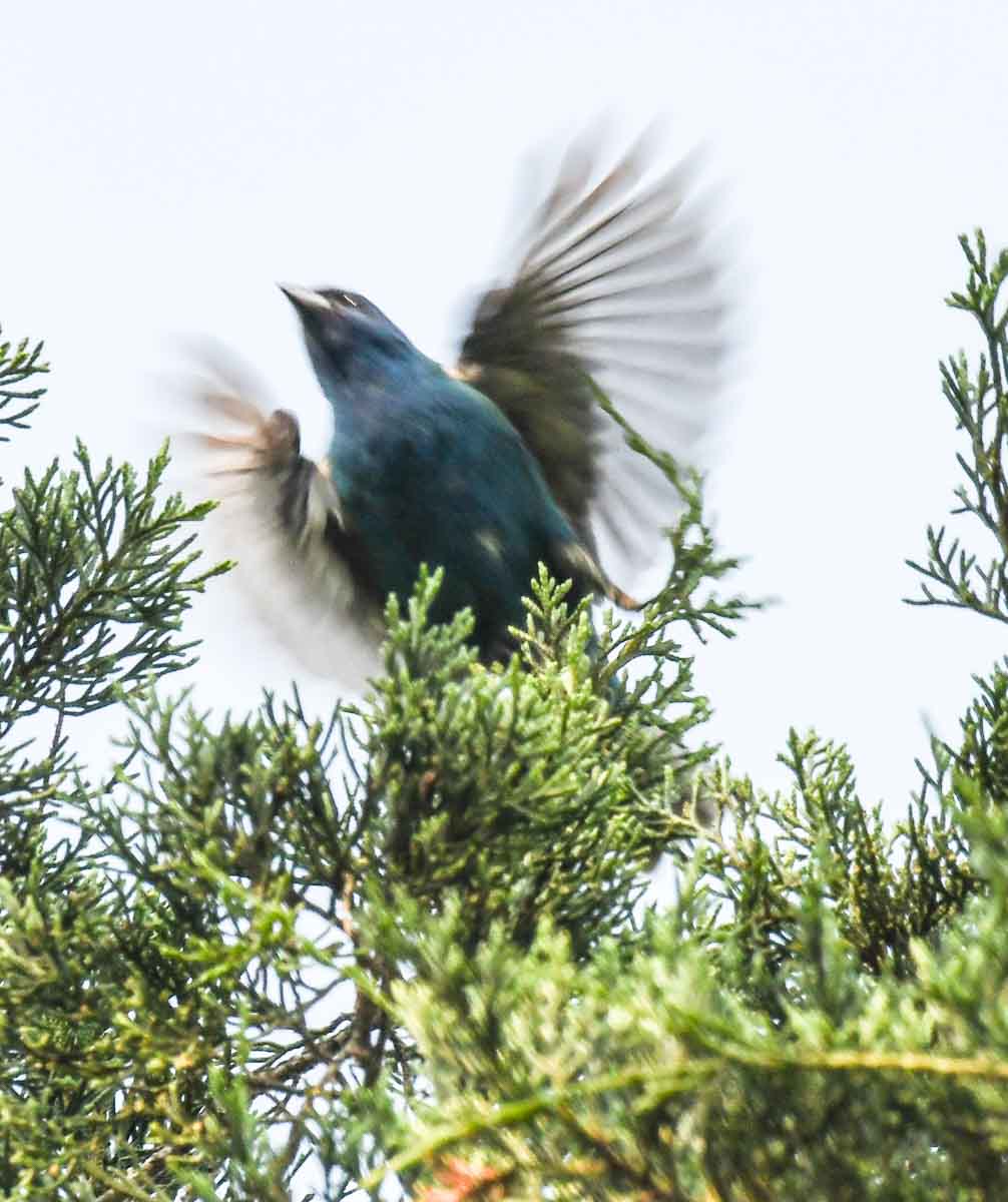 Indigo Bunting Flying Lessons