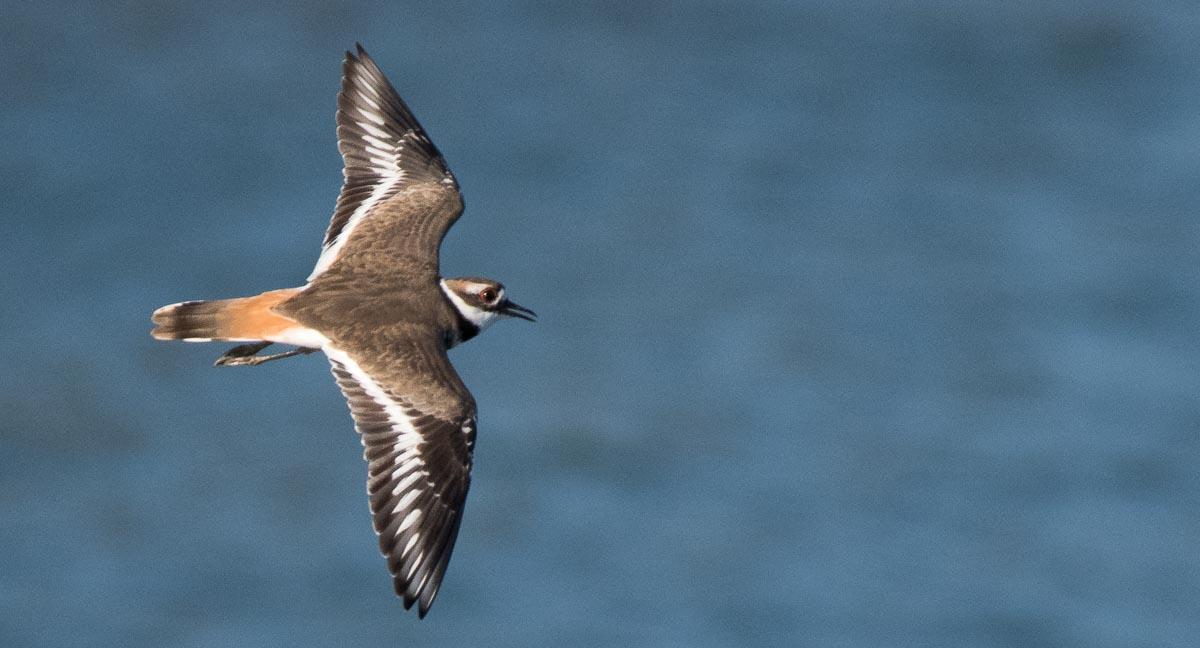 Killdeer Flying Lessons