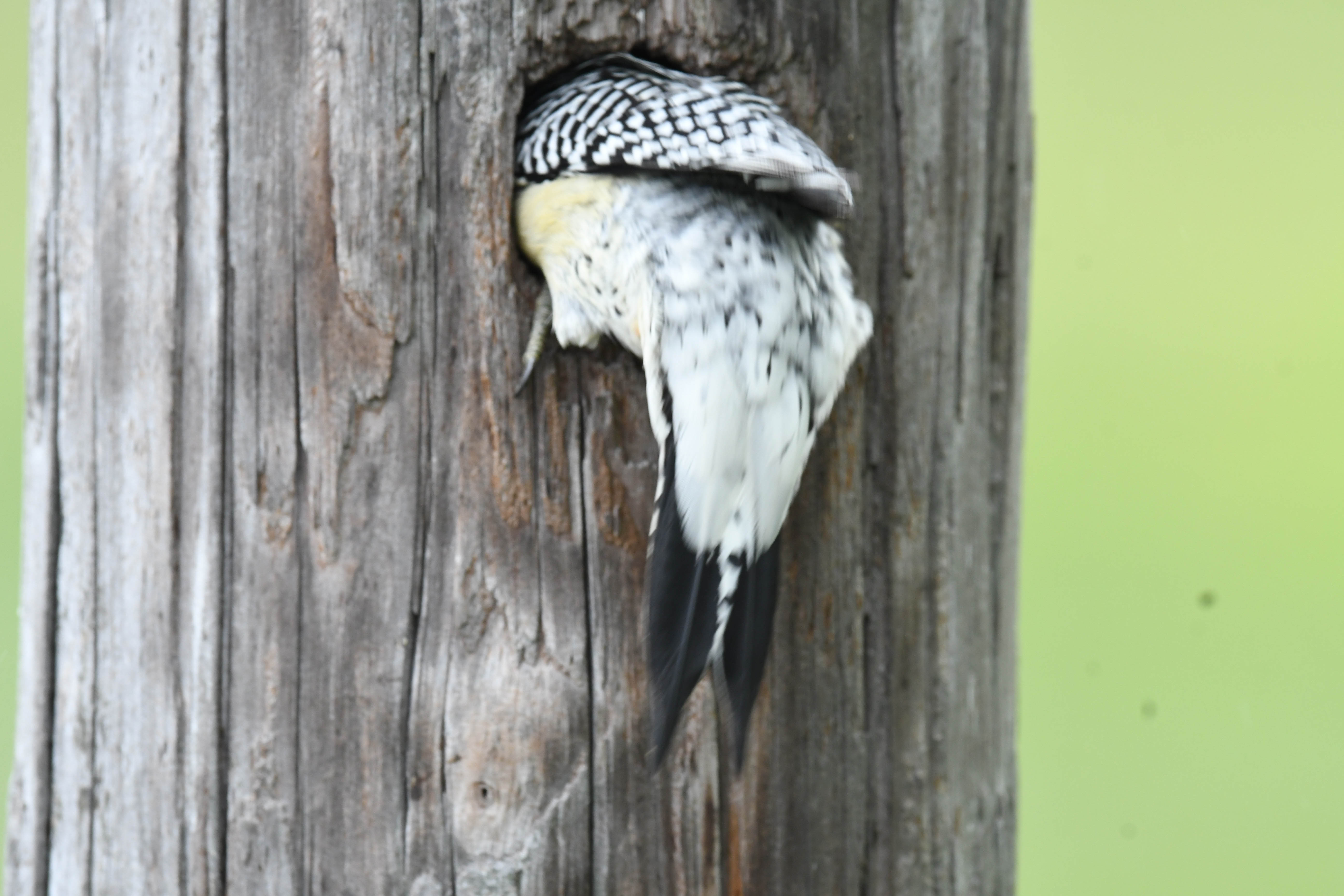 Woodpecker's Nest Flying Lessons