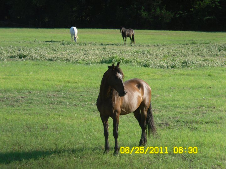 to the Flying M Stables, Athens, TX