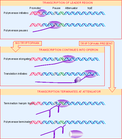 13. Attenuation can be controlled by translation Genes VII