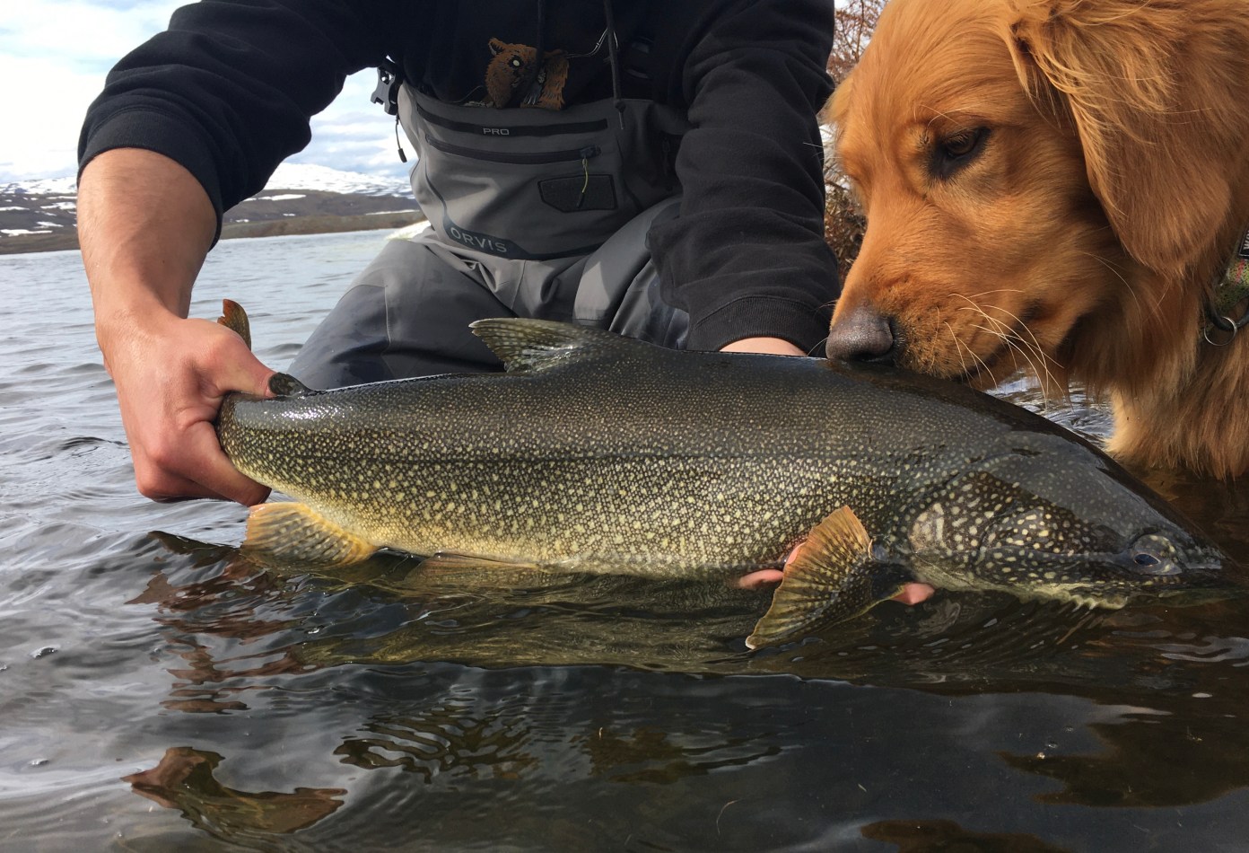 Chasing Mac’s How to Catch Lake Trout on the Fly Flylords Mag