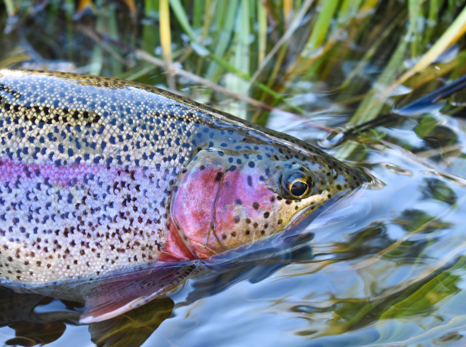 Ten Flies for Spring Trout Fishing in Alaska Flylords Mag