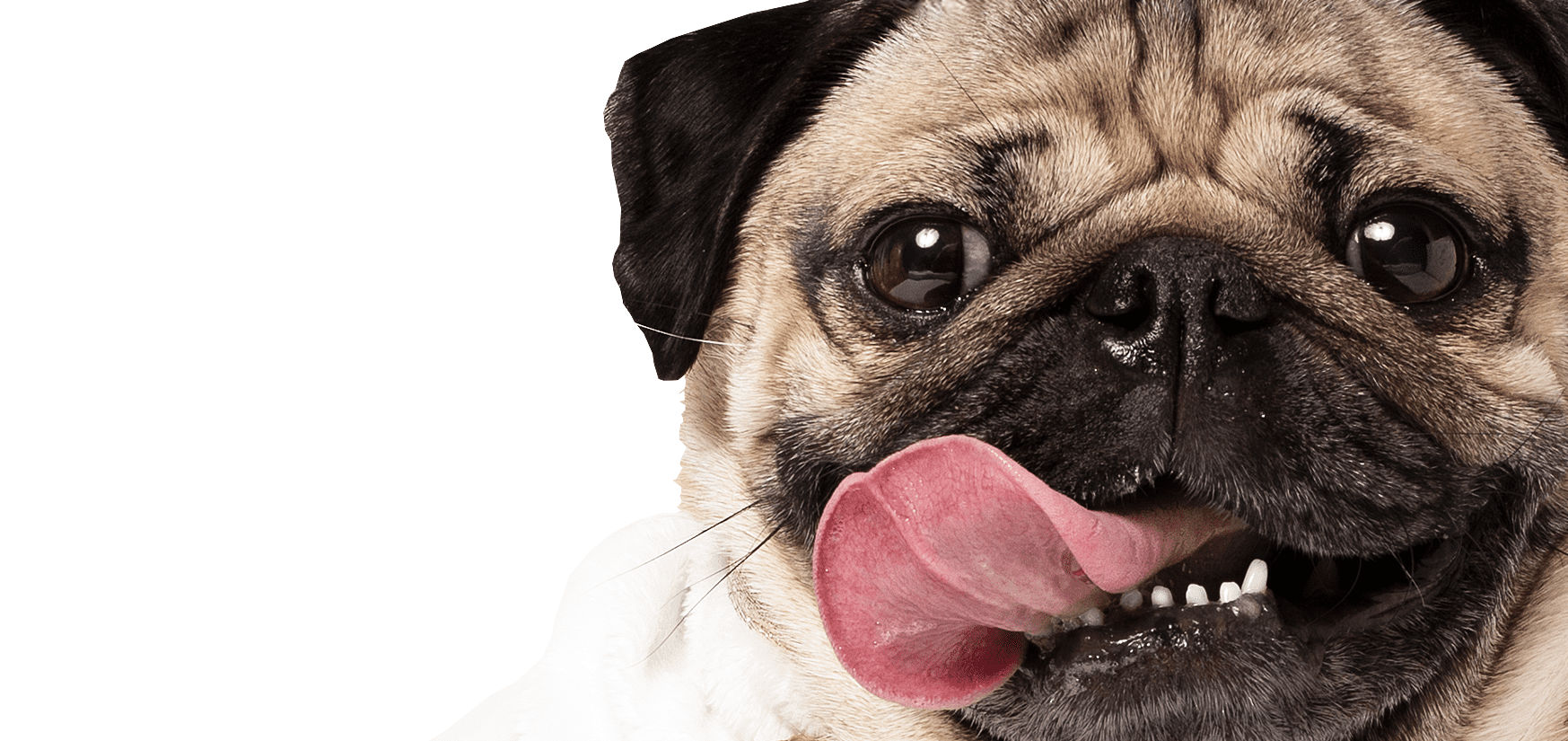 Doug the Pug Nashville International Airport BNA