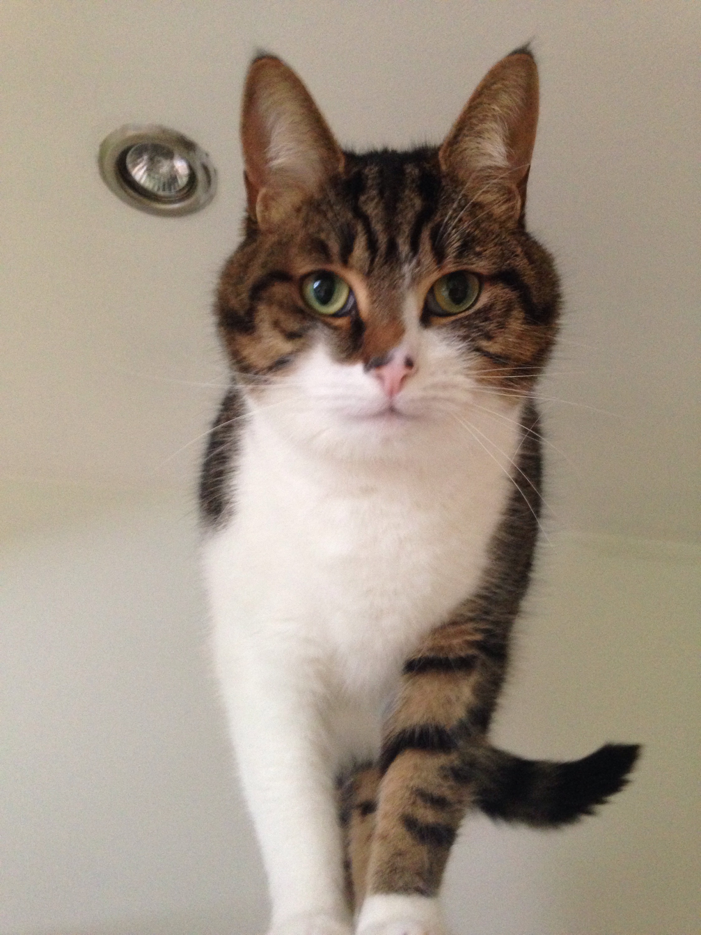 Meet the cats at The Cat Loft Flynn Veterinary Centres