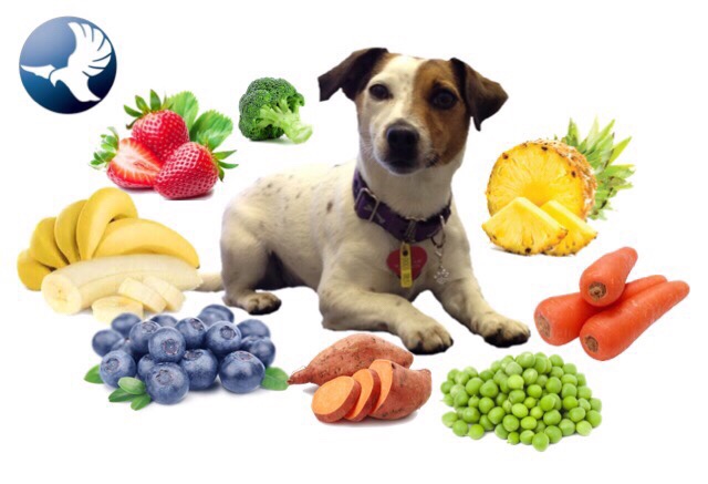 Dog Healthy foods Flynn Veterinary Centres