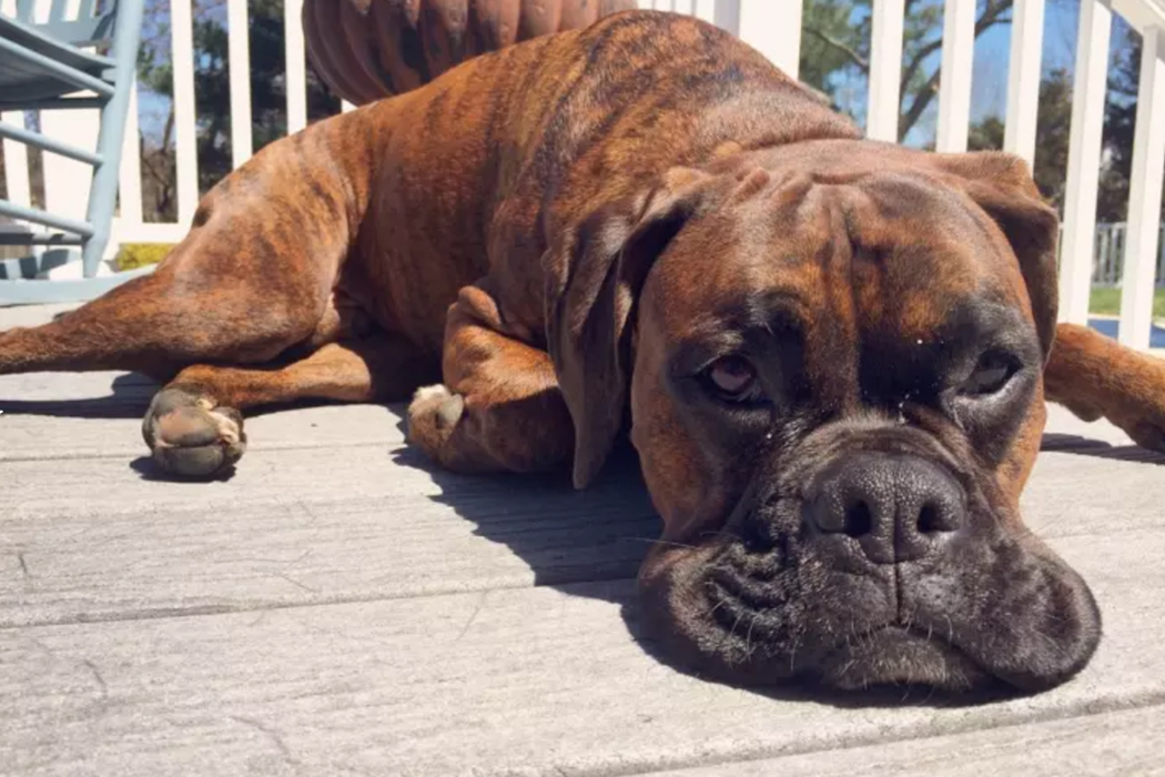 The Dog Days of Summer Are Over 8 'Dog' Songs to Kill a