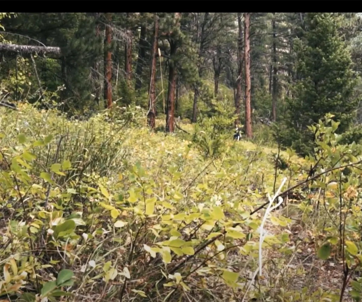 Fly fishing central Montana for multiple species of fish.