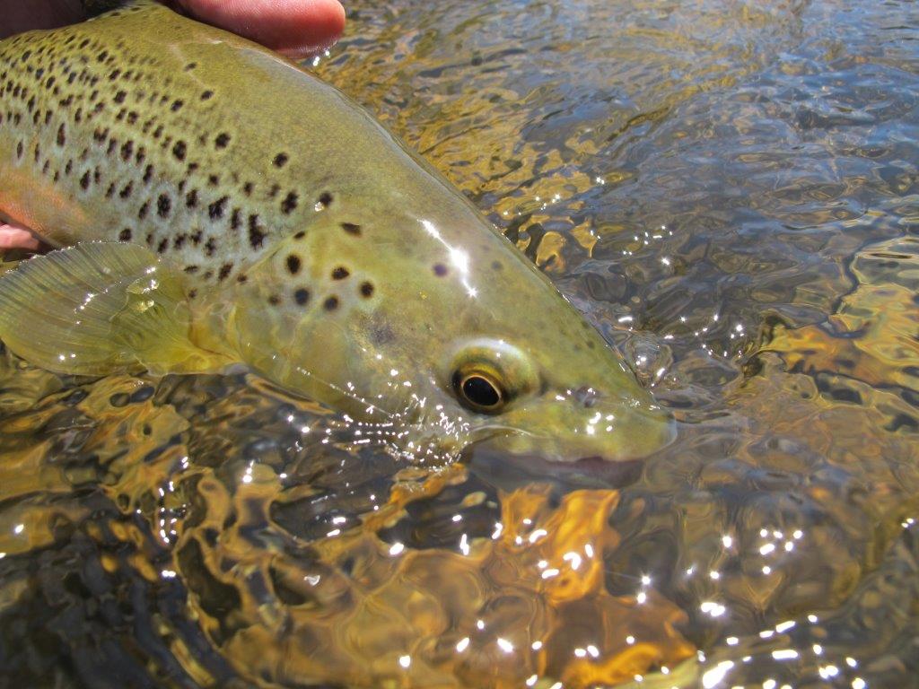 Research Program Great News for Eastern Vic wild trout fishery FlyStream