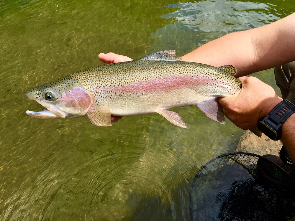 Trout Paradise in New Zealand’s North Island FlyStream