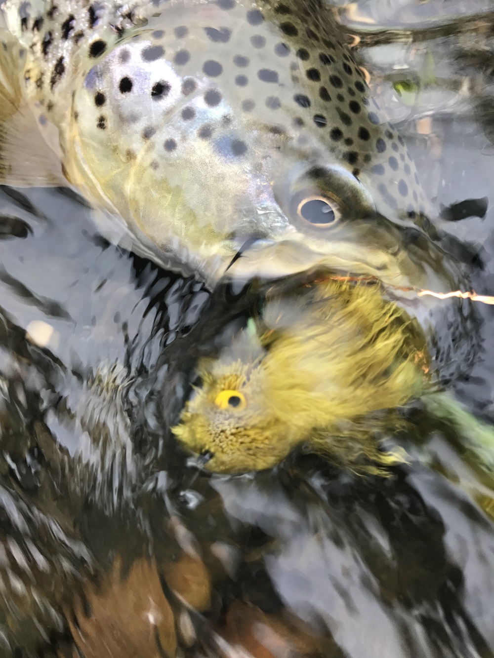 Big Streamers on Rivers FlyStream