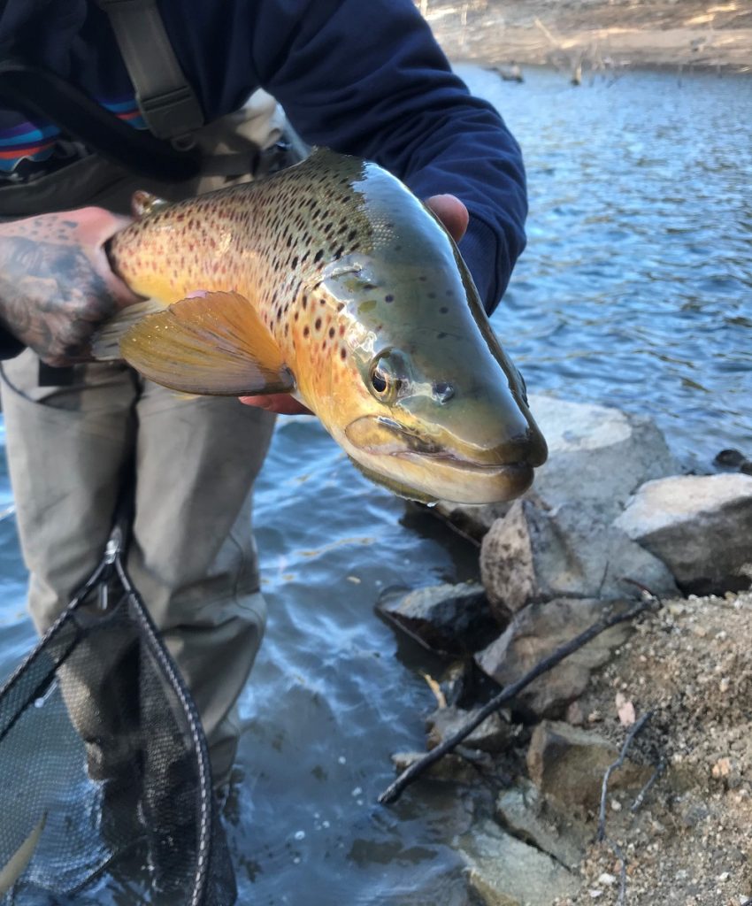 Jindabyne where there’s food, there’s fish FlyStream