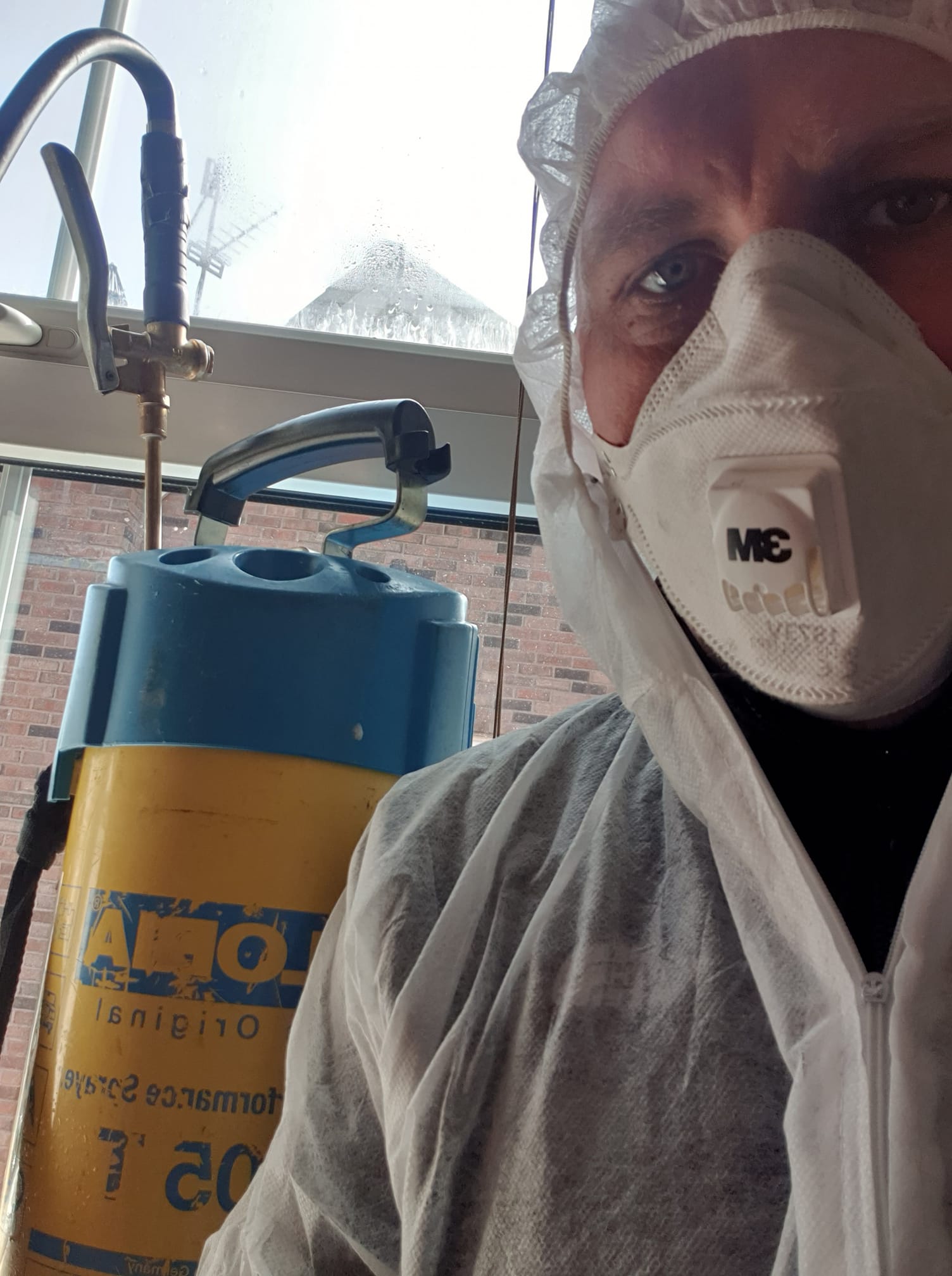 Pest Control Lisburn & Belfast Wasps From £75 Flytech Pest Control