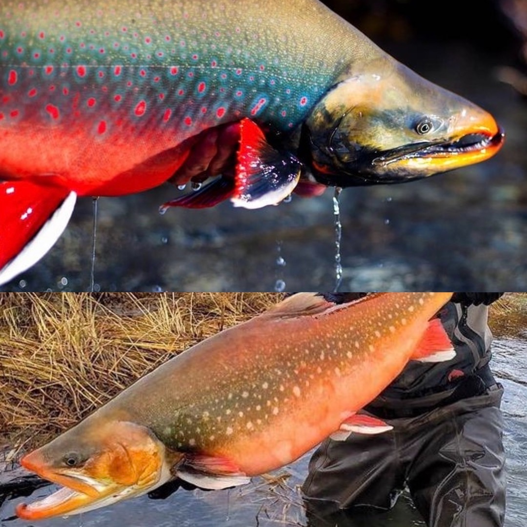 Dolly Varden vs Arctic Char FlyTramp