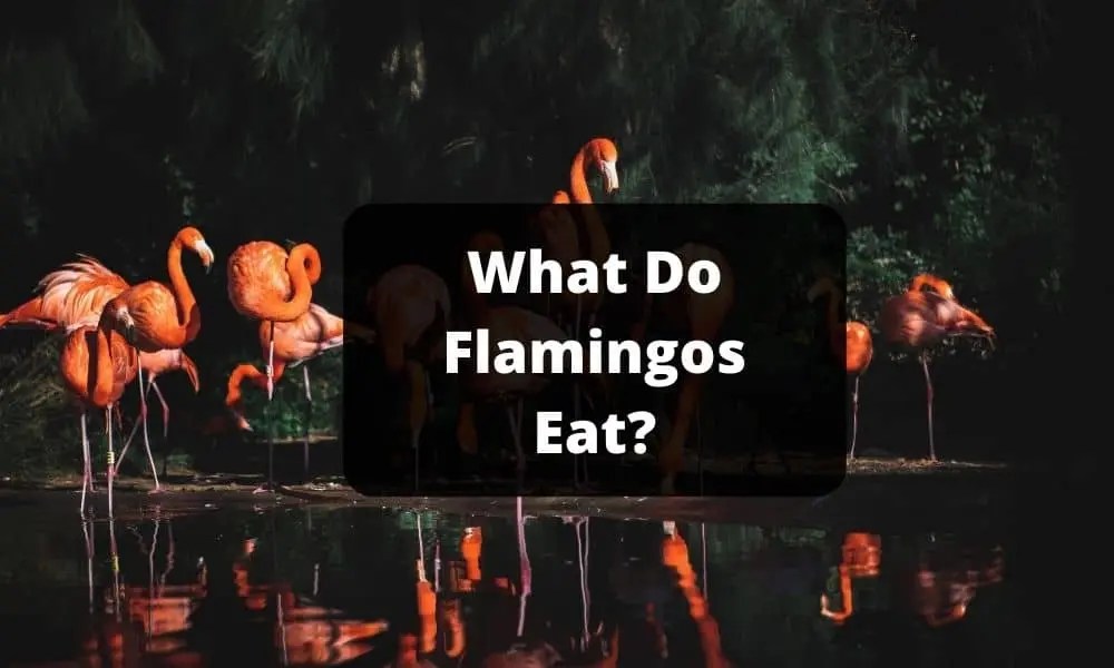 What Do Flamingos Eat? Interesting Facts about Flamingos Food