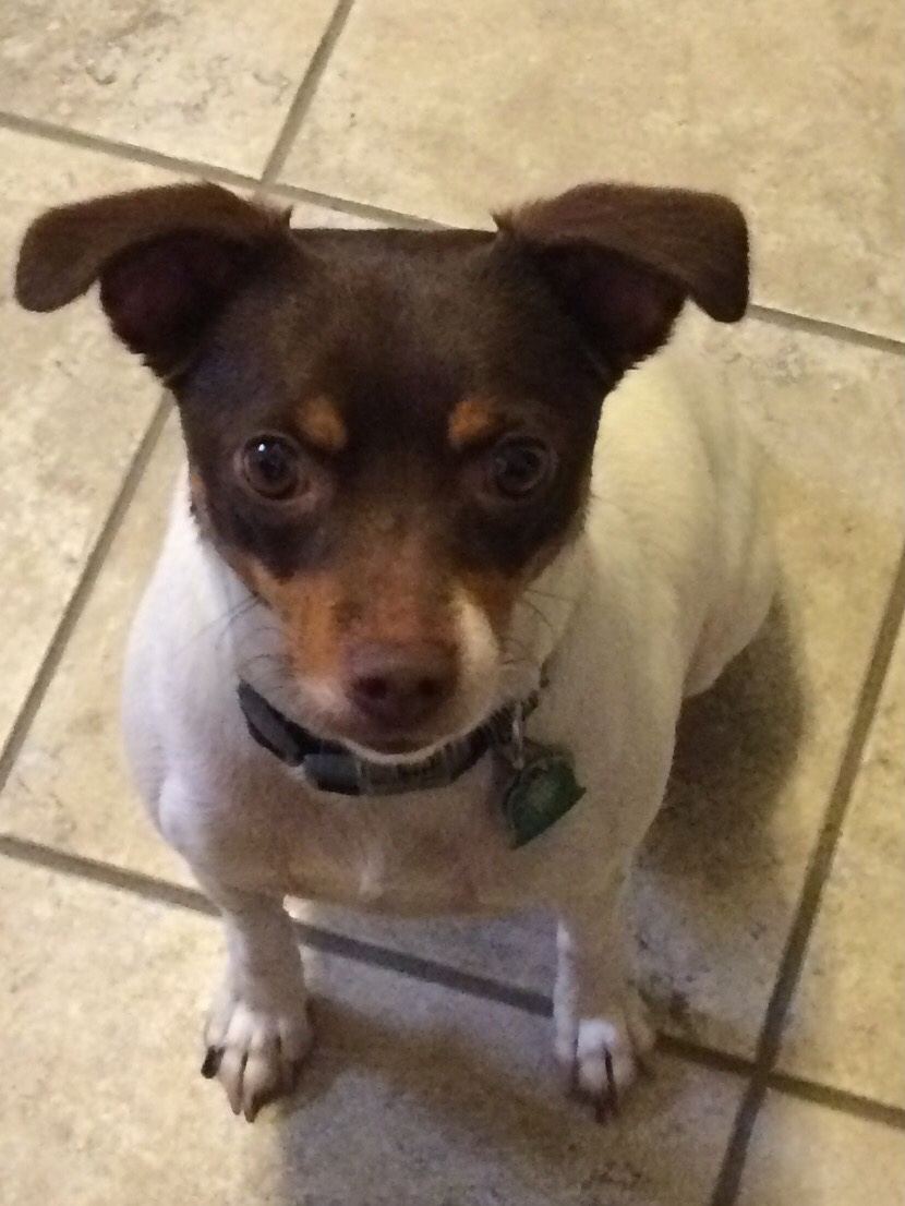 Patient Gallery FMA Animal Hospital