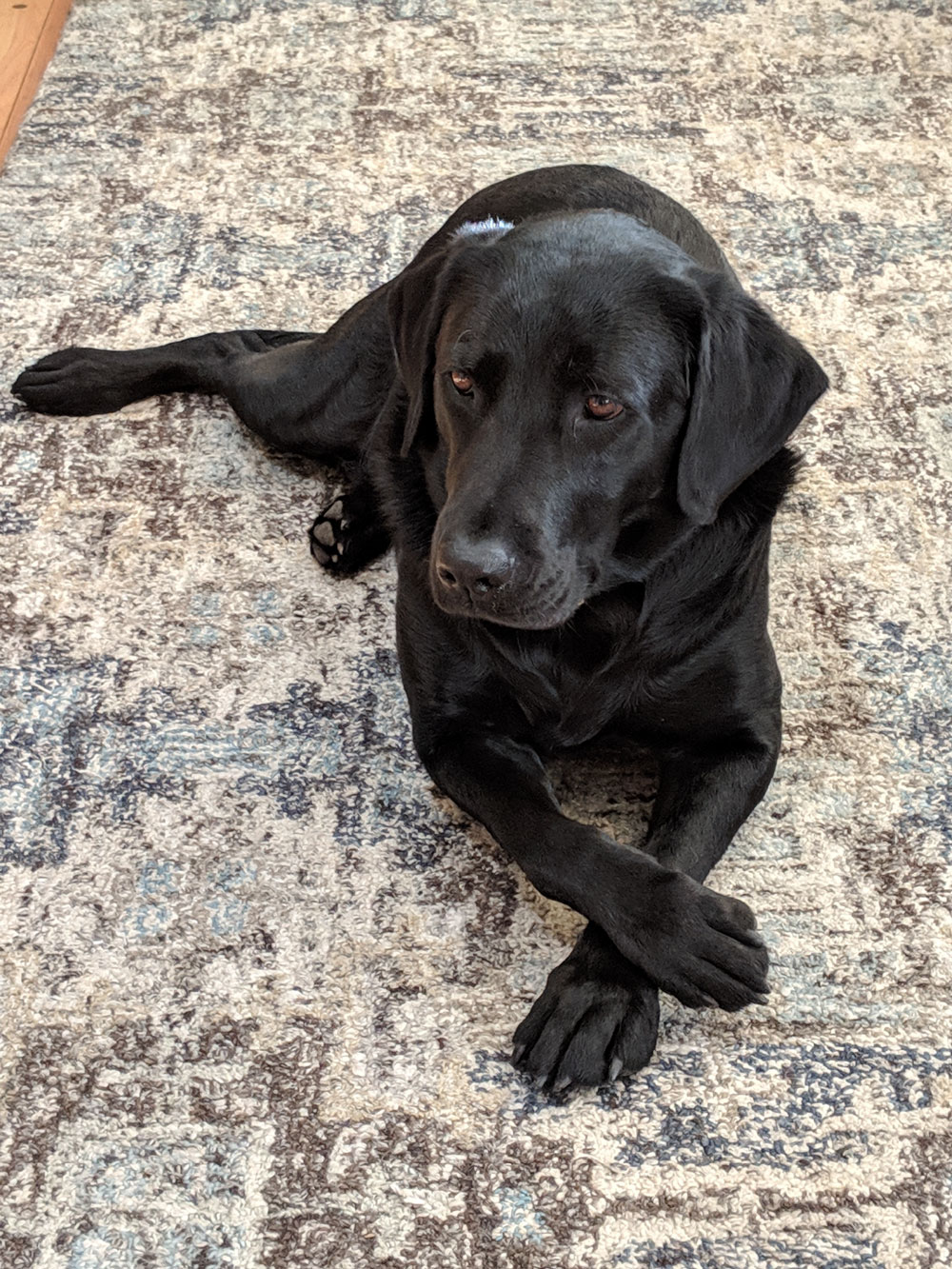 Patient Gallery FMA Animal Hospital