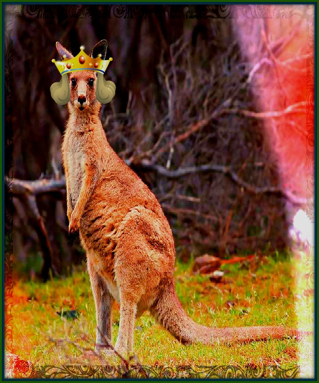 Kangaroo Boxing Coming To Fargo FM Observer Fargo Moorhead Satire