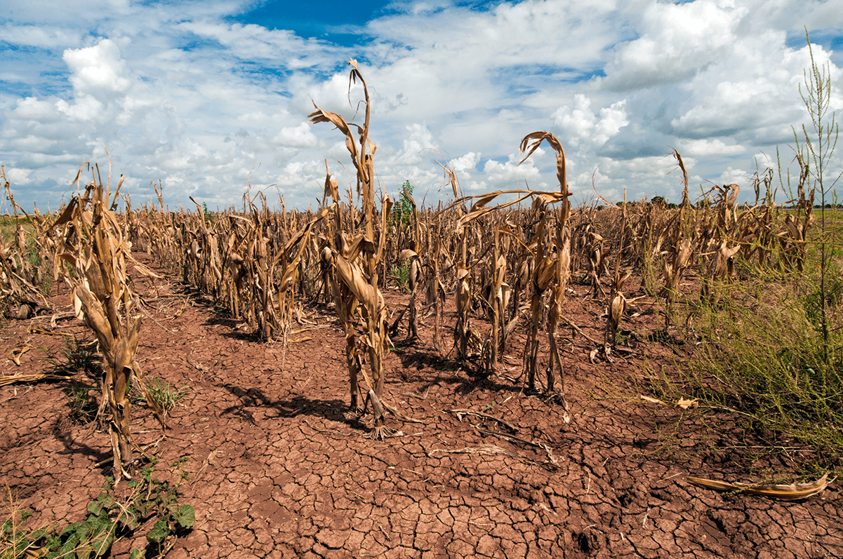 Climate change means crops won't grow like they used to Friends of