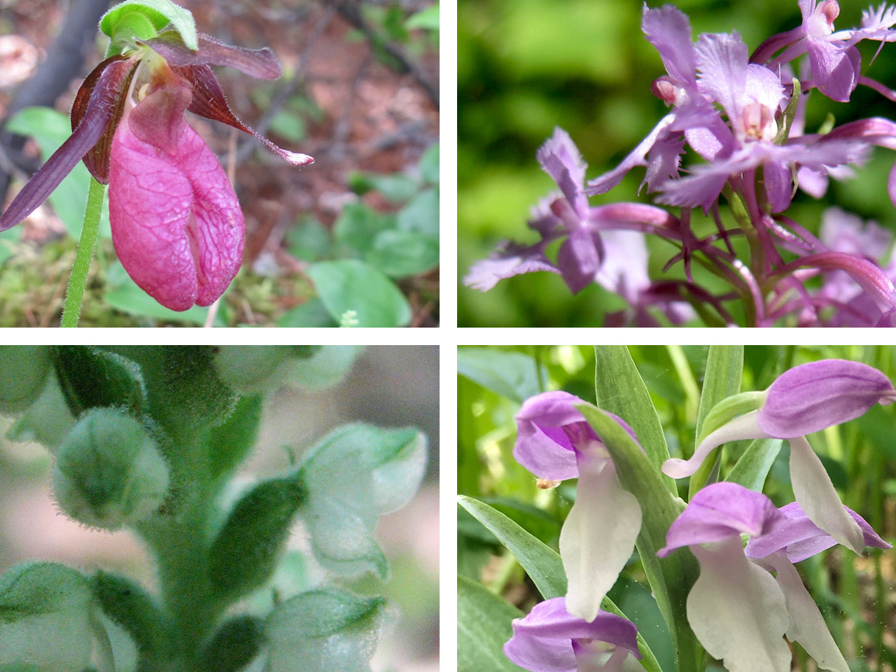 Minnesota’s coveted native orchids Friends of the Mississippi River