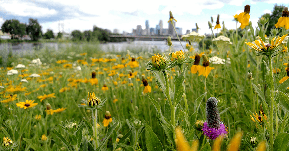 Native plantings for the river Friends of the Mississippi River