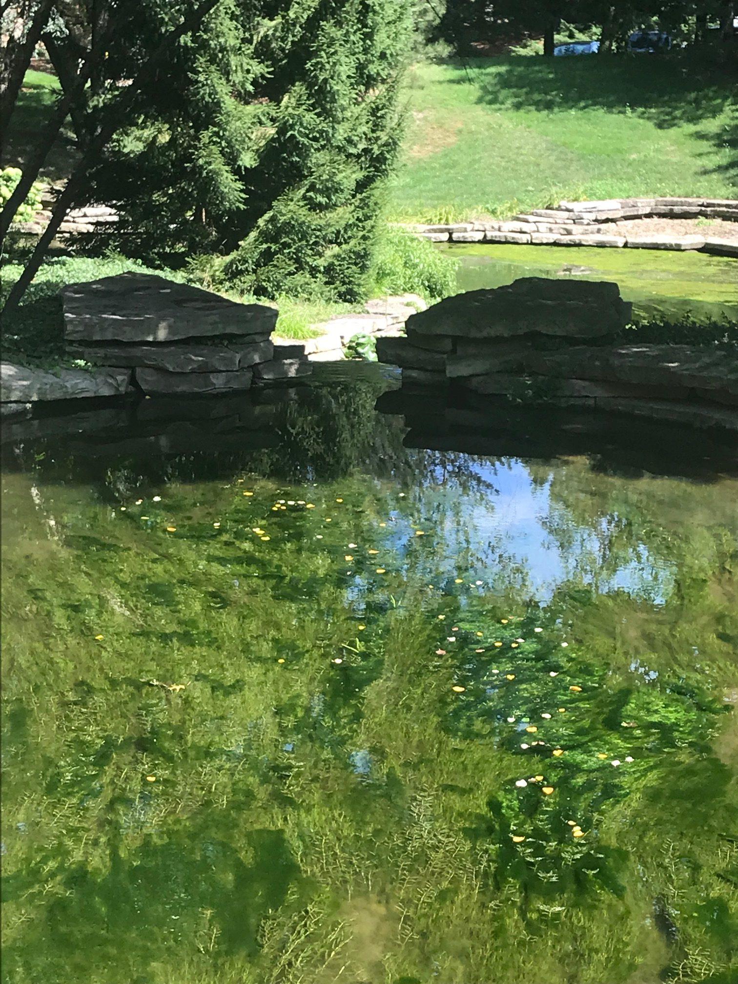 Five steps for pond algae removal in Dallas, TX FNC PONDS