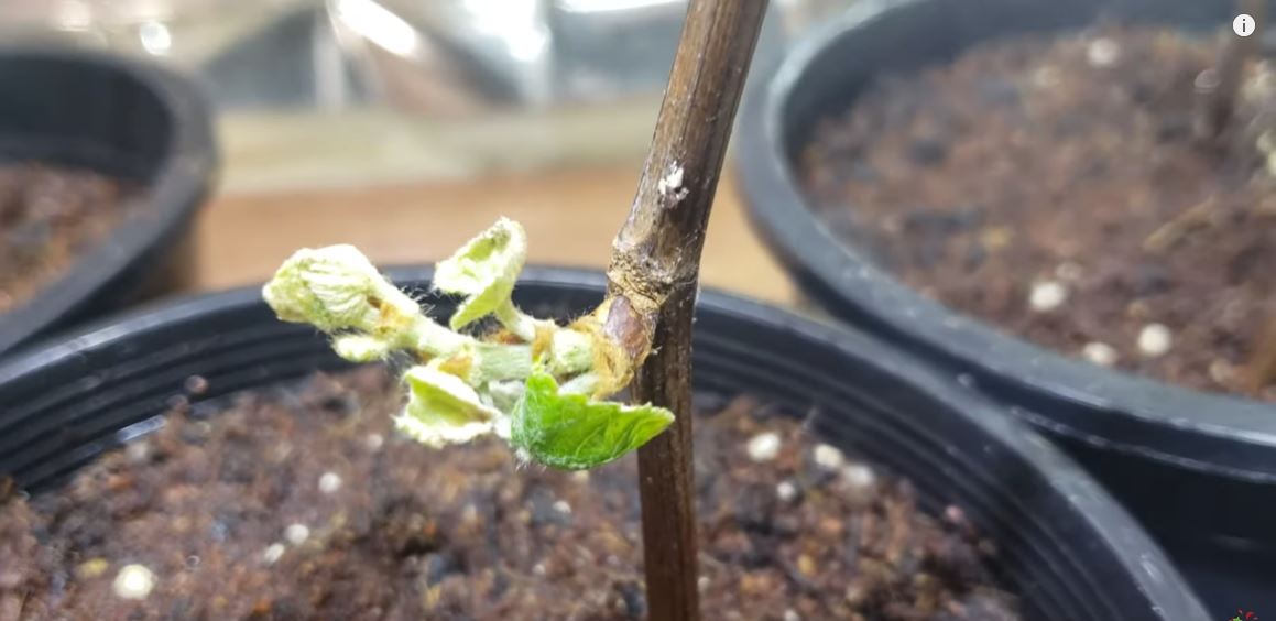 »How To Grow Grapes From Hardwood Cuttings« FOVideoLibrary