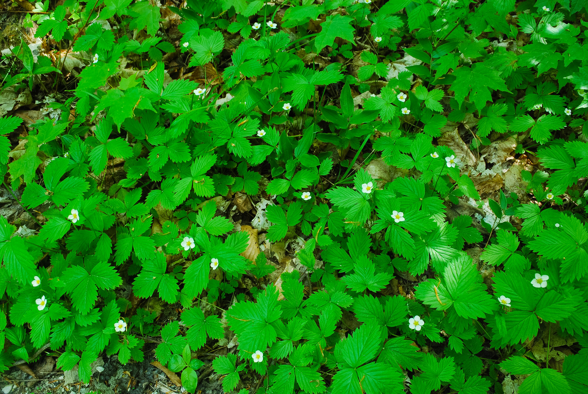 Wild Strawberry Ground Cover