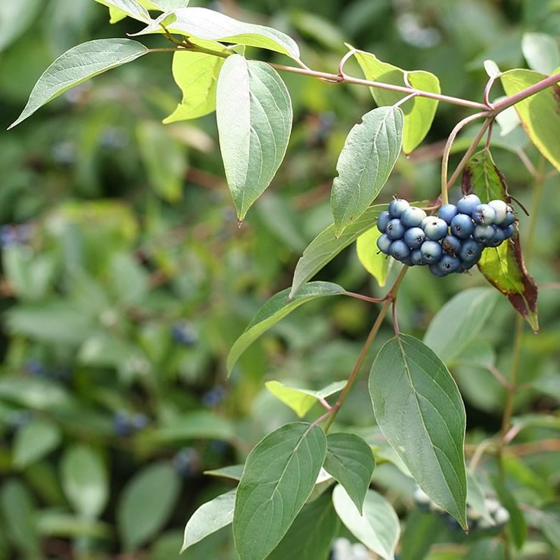 Cornus amomum Silky Dogwood Friends of the Arboretum (FOA)