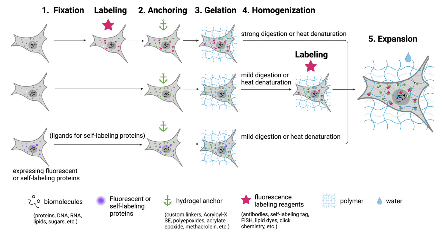 Advances in Expansion Microscopy FocalPlane