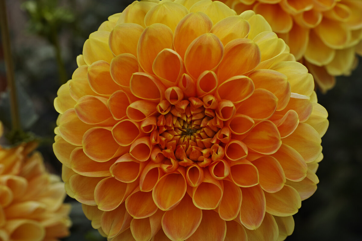 Many Colors of Dahlias Focal World