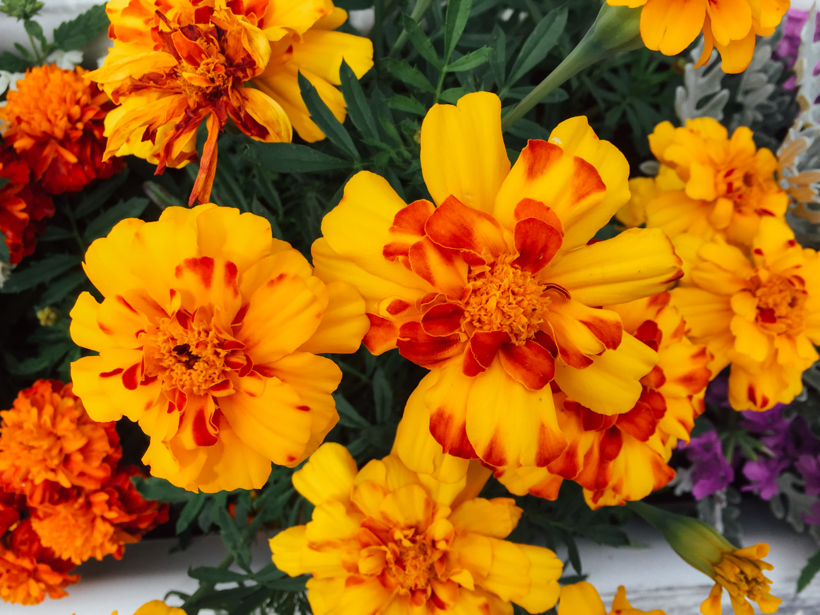 Yellow And Orange Flowers Free Stock Photo FOCA Stock