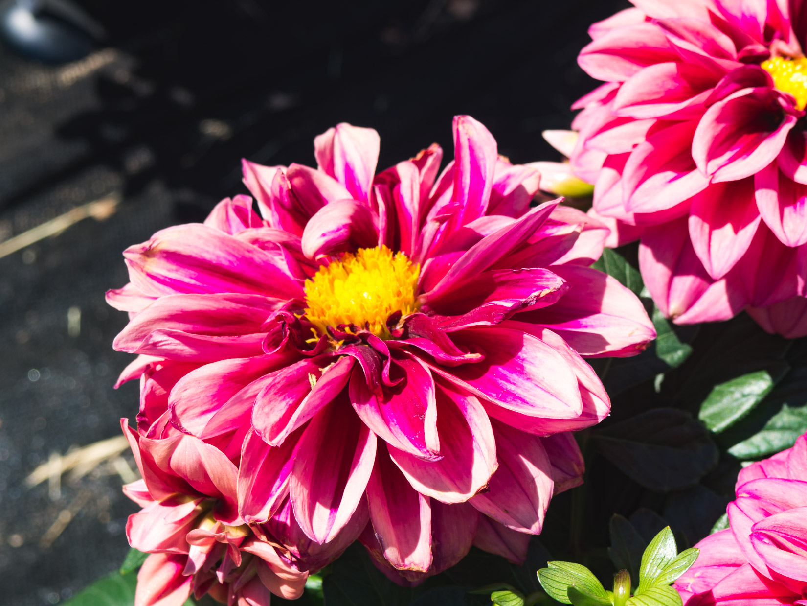 Pink And Yellow Flower In Garden Free Stock Photo FOCA Stock