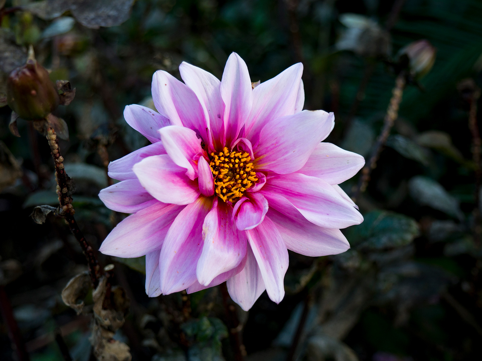 Pink and Yellow Flower in Garden FOCA Stock