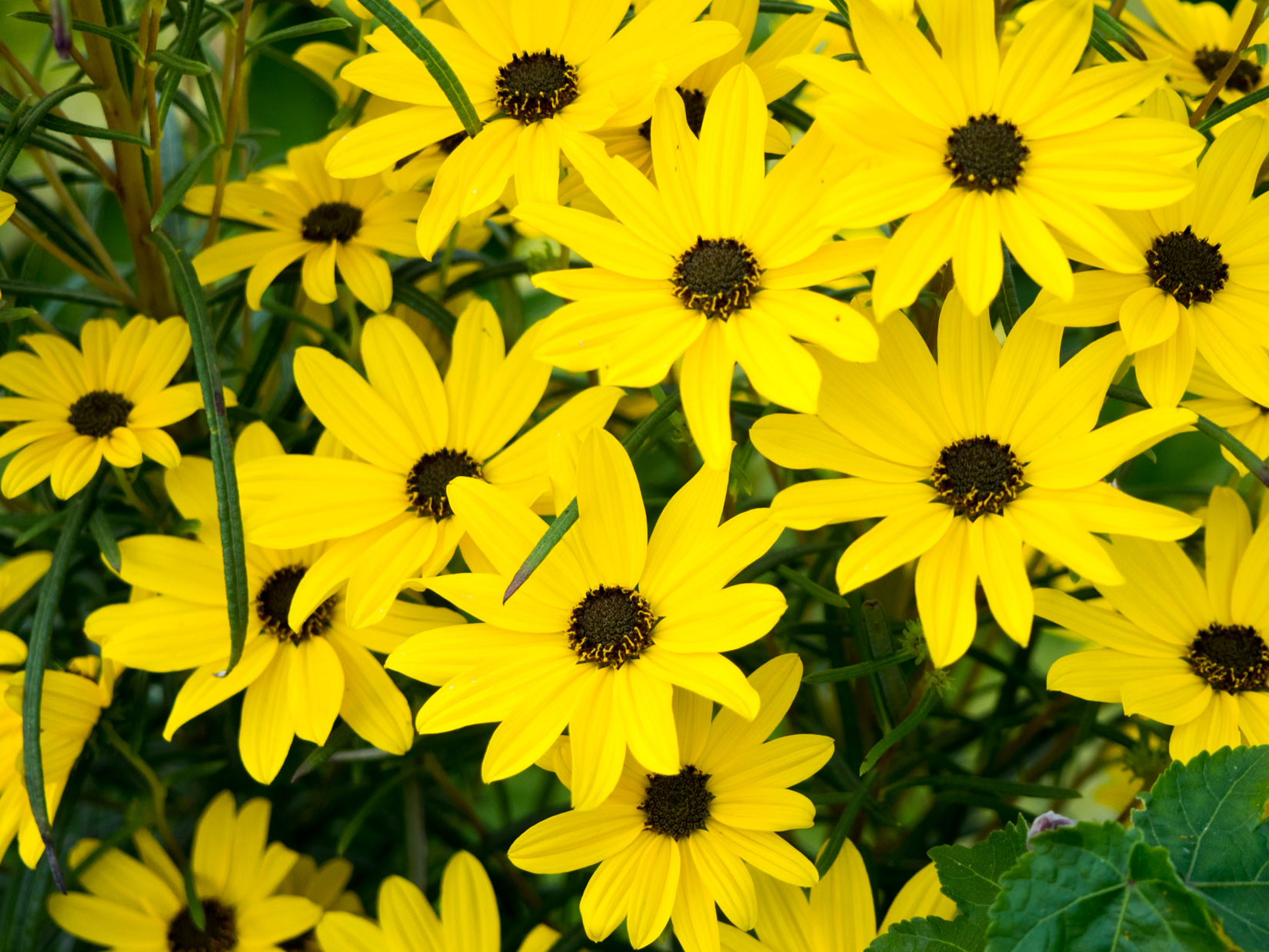 Yellow Flowers in Garden FOCA Stock